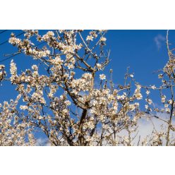 Vlies Fotótapéta - Almond tree branches - 375x250 cm