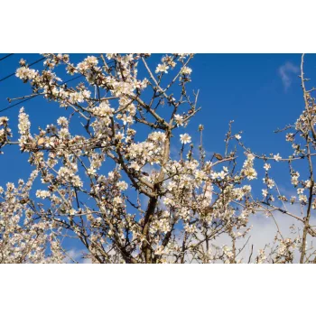 Vlies Fotótapéta - Almond tree branches - 375x250 cm