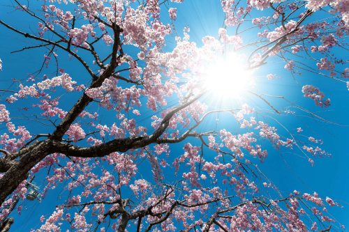 Vlies Fotótapéta - Blossom tree blooming  - 375x250 cm