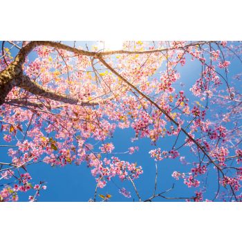 Vlies Fotótapéta - Branches of pink blossom - 375x250 cm