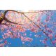 Vlies Fotótapéta - Branches of pink blossom - 375x250 cm