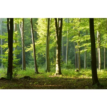 Vlies Fotótapéta - Morning in the forest - 375x250 cm