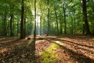 Vlies Fotótapéta - Morning in beech forest - 375x250 cm