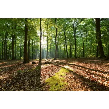 Vlies Fotótapéta - Morning in beech forest - 375x250 cm