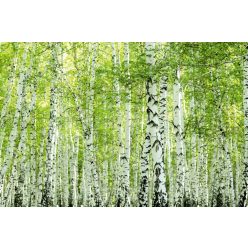 Vlies Fotótapéta - Spring birch forest - 375x250 cm