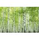 Vlies Fotótapéta - Spring birch forest - 375x250 cm