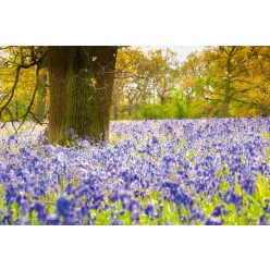 Vlies Fotótapéta - Bluebells in a wood - 375x250 cm