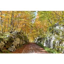 Vlies Fotótapéta - Autumn in forest - 375x250 cm