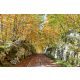 Vlies Fotótapéta - Autumn in forest - 375x250 cm