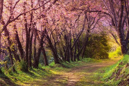 Vlies Fotótapéta - Pink sakura footpath - 375x250 cm