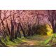 Vlies Fotótapéta - Pink sakura footpath - 375x250 cm