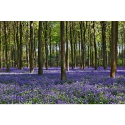 Vlies Fotótapéta - Bluebells forest - 375x250 cm