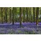 Vlies Fotótapéta - Bluebells forest - 375x250 cm