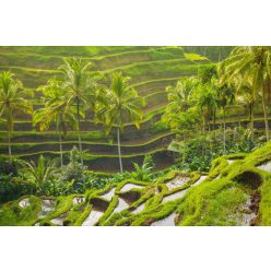 Vlies Fotótapéta - Morning rice terraces - 375x250 cm