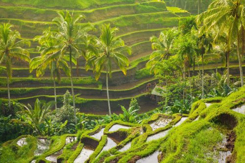 Vlies Fotótapéta - Morning rice terraces - 375x250 cm