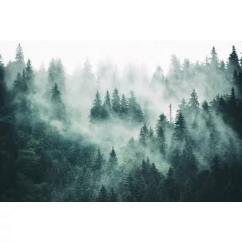   FOGGY FOREST fotótapéta, poszter, vlies alapanyag, 375x250 cm