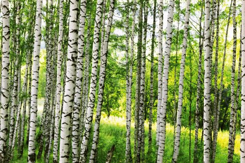Vlies Fotótapéta - Birch forest - 375x250 cm