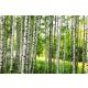 Vlies Fotótapéta - Birch forest - 375x250 cm