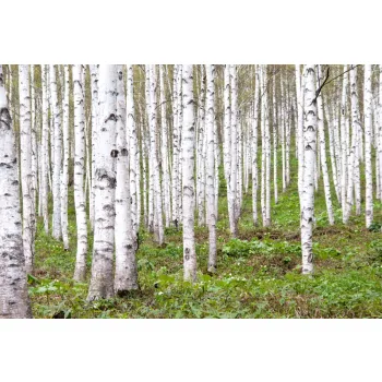 Vlies Fotótapéta - Summer birch - 375x250 cm