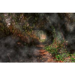 Vlies Fotótapéta - Mysterious path in woods - 375x250 cm