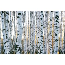 Vlies Fotótapéta - Trunks of birch trees - 375x250 cm