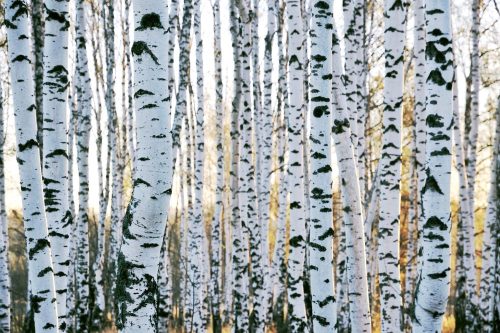 Vlies Fotótapéta - Trunks of birch trees - 375x250 cm