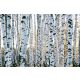 Vlies Fotótapéta - Trunks of birch trees - 375x250 cm