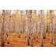 Vlies Fotótapéta - Spring in deciduous forest - 375x250 cm