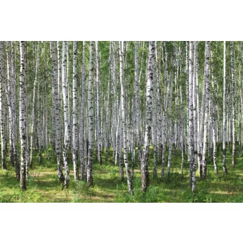 Vlies Fotótapéta - Birches - 375x250 cm