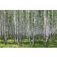 Vlies Fotótapéta - Birches - 375x250 cm