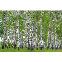 Vlies Fotótapéta - Spring birch grove - 375x250 cm