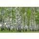 Vlies Fotótapéta - Spring birch grove - 375x250 cm