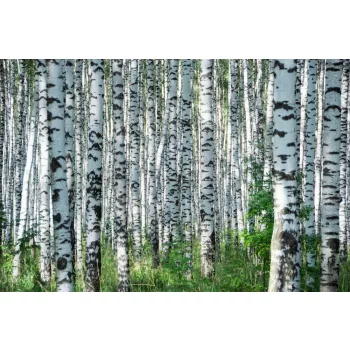 Vlies Fotótapéta - Summer day in birch grove - 375x250 cm