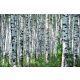 Vlies Fotótapéta - Summer day in birch grove - 375x250 cm