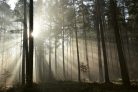 Vlies Fotótapéta - Sunrays in autumn forest - 375x250 cm