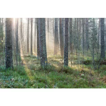 Vlies Fotótapéta - Misty morning - 375x250 cm