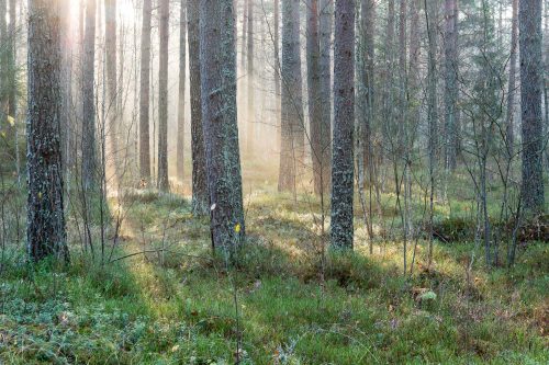 Vlies Fotótapéta - Misty morning - 375x250 cm