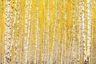 Vlies Fotótapéta - Yellow birch - 375x250 cm