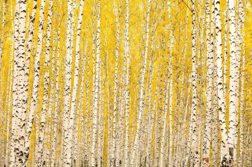 Vlies Fotótapéta - Yellow birch - 375x250 cm