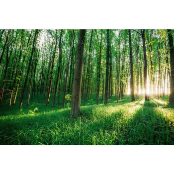 Vlies Fotótapéta - Green wood - 375x250 cm