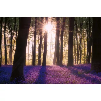 Vlies Fotótapéta - Bluebell in woodland - 375x250 cm