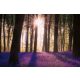 Vlies Fotótapéta - Bluebell in woodland - 375x250 cm