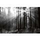 Vlies Fotótapéta - Black and white forest - 375x250 cm