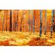 Vlies Fotótapéta - Yellow autumn forest - 375x250 cm