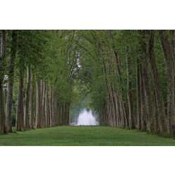 Vlies Fotótapéta - Park of Versailles - 375x250 cm