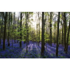 Vlies Fotótapéta - Violet bluebell carpet - 375x250 cm