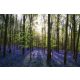 Vlies Fotótapéta - Violet bluebell carpet - 375x250 cm