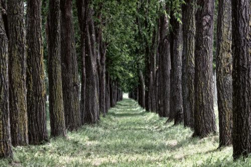 Vlies Fotótapéta - Grass between trees - 375x250 cm