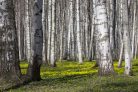 Vlies Fotótapéta - Birch trees - 375x250 cm