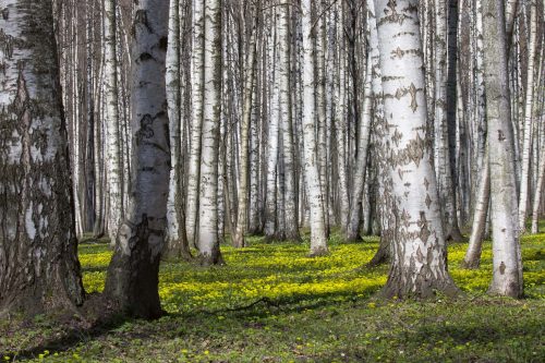 Vlies Fotótapéta - Birch trees - 375x250 cm